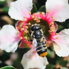 Megachile ferox (Resin bee) at Broulee, NSW - 30 Oct 2020 by PeterA