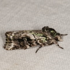 Prometopus inassueta (Green-tinged Moth) at Goorooyarroo NR (ACT) - 6 Nov 2020 by kasiaaus