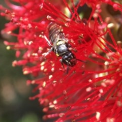 Hylaeus (Hylaeorhiza) nubilosus (A yellow-spotted masked bee) at Canberra, ACT - 8 Nov 2020 by PeterA