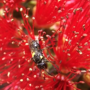 Hylaeus (Hylaeorhiza) nubilosus at Canberra, ACT - 8 Nov 2020