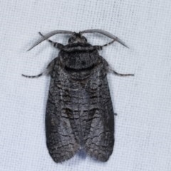 Culama glauca (A Wood moth) at Goorooyarroo NR (ACT) - 6 Nov 2020 by kasiaaus
