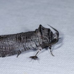 Culama glauca at Goorooyarroo NR (ACT) - 6 Nov 2020