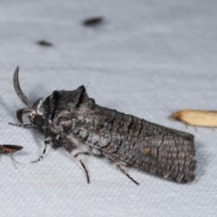 Culama glauca at Goorooyarroo NR (ACT) - 6 Nov 2020