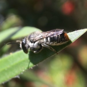 Megachile (Hackeriapis) canifrons at Canberra, ACT - 8 Nov 2020