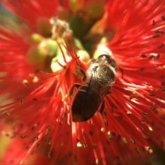 Megachile (Hackeriapis) canifrons at Canberra, ACT - 8 Nov 2020