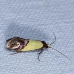 Edosa xystidophora (Tineid moth) at Forde, ACT - 6 Nov 2020 by kasiaaus