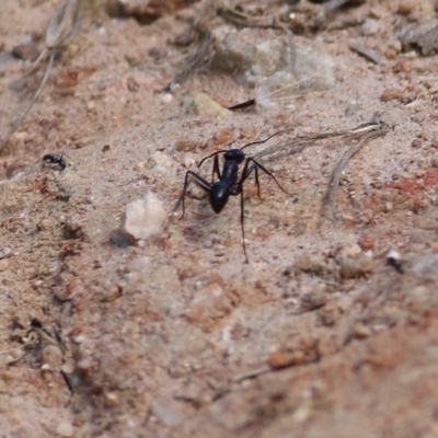 Unidentified Ant (Hymenoptera, Formicidae) at Wodonga - 8 Nov 2020 by Kyliegw