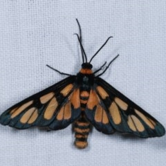 Amata (genus) (Handmaiden Moth) at Goorooyarroo NR (ACT) - 6 Nov 2020 by kasiaaus