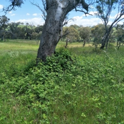 Rubus anglocandicans (Blackberry) at Fraser, ACT - 7 Nov 2020 by Laserchemisty