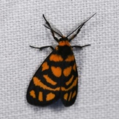 Asura lydia (Lydia Lichen Moth) at Forde, ACT - 6 Nov 2020 by kasiaaus