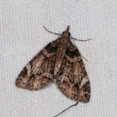 Microdes undescribed species (A Geometer moth) at Forde, ACT - 6 Nov 2020 by kasiaaus