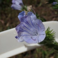 Echium plantagineum (Paterson's Curse) at Fraser, ACT - 6 Nov 2020 by Laserchemisty