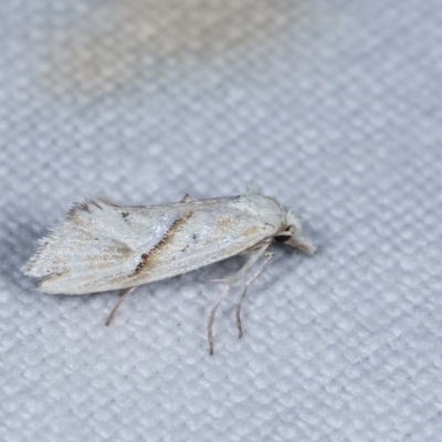 Heliocosma argyroleuca (A tortrix or leafroller moth) at Goorooyarroo NR (ACT) - 6 Nov 2020 by kasiaaus