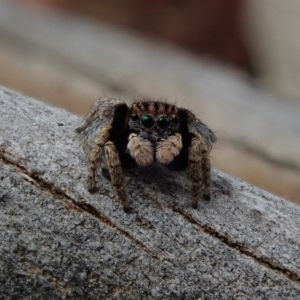 Maratus vespertilio at Fraser, ACT - 30 Oct 2020