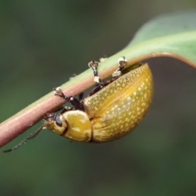Paropsisterna cloelia (Eucalyptus variegated beetle) at Kuringa Woodlands - 4 Nov 2020 by Laserchemisty