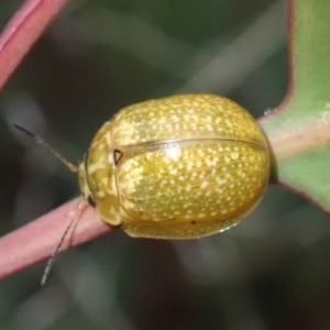 Paropsisterna cloelia at Fraser, ACT - 4 Nov 2020