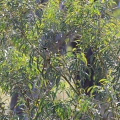 Acacia implexa (Hickory Wattle, Lightwood) at Felltimber Creek NCR - 8 Nov 2020 by Kyliegw