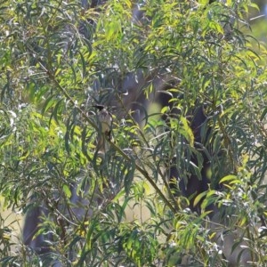 Acacia implexa at Felltimber Creek NCR - 8 Nov 2020 02:30 PM