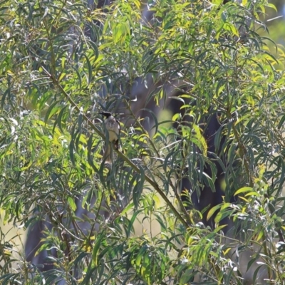 Acacia implexa (Hickory Wattle, Lightwood) at Felltimber Creek NCR - 8 Nov 2020 by KylieWaldon