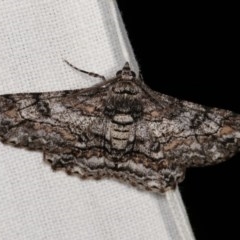 Cleora displicata (A Cleora Bark Moth (Boarmiini) at Forde, ACT - 6 Nov 2020 by kasiaaus