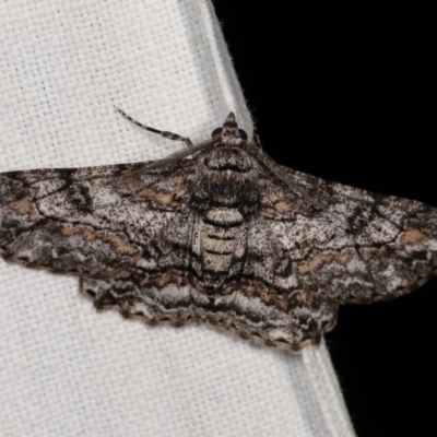 Cleora displicata (A Cleora Bark Moth (Boarmiini) at Forde, ACT - 6 Nov 2020 by kasiaaus