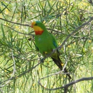 Polytelis swainsonii at Hughes, ACT - suppressed