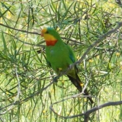 Polytelis swainsonii (Superb Parrot) at Hughes Grassy Woodland - 7 Nov 2020 by JackyF