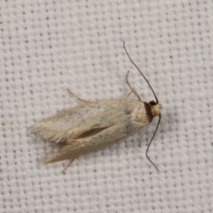 Oecophoridae (family) (Unidentified Oecophorid concealer moth) at Goorooyarroo NR (ACT) - 6 Nov 2020 by kasiaaus