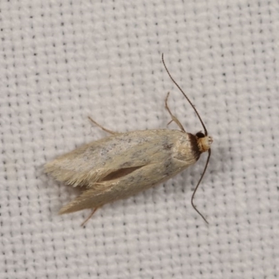 Oecophoridae (family) (Unidentified Oecophorid concealer moth) at Goorooyarroo NR (ACT) - 6 Nov 2020 by kasiaaus