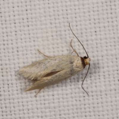 Oecophoridae (family) (Unidentified Oecophorid concealer moth) at Forde, ACT - 6 Nov 2020 by kasiaaus