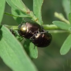 Chrysolina quadrigemina (Greater St Johns Wort beetle) at Kuringa Woodlands - 4 Nov 2020 by Laserchemisty