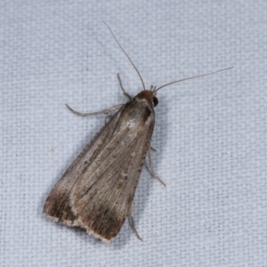 Lygephila fallax at Forde, ACT - 6 Nov 2020