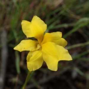 Goodenia pinnatifida at Fraser, ACT - 6 Nov 2020