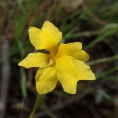 Goodenia pinnatifida (Scrambled Eggs) at Fraser, ACT - 6 Nov 2020 by Laserchemisty