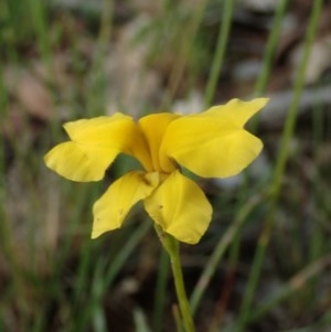 Goodenia pinnatifida at Fraser, ACT - 6 Nov 2020