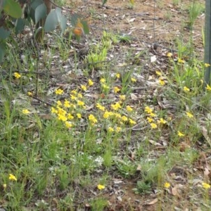 Goodenia pinnatifida at Fraser, ACT - 6 Nov 2020