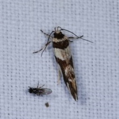 Macrobathra desmotoma ( A Cosmet moth) at Goorooyarroo NR (ACT) - 6 Nov 2020 by kasiaaus