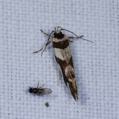 Macrobathra desmotoma ( A Cosmet moth) at Forde, ACT - 6 Nov 2020 by kasiaaus