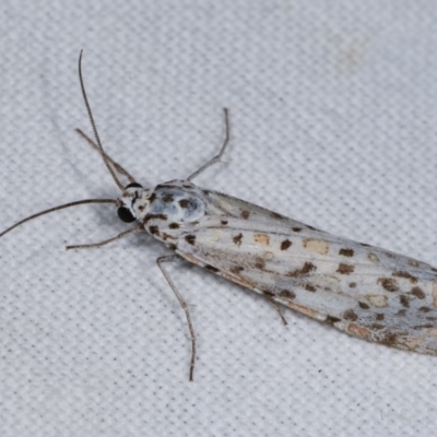 Utetheisa pulchelloides (Heliotrope Moth) at Goorooyarroo NR (ACT) - 6 Nov 2020 by kasiaaus