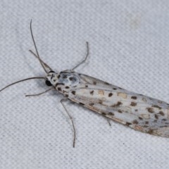 Utetheisa pulchelloides (Heliotrope Moth) at Forde, ACT - 6 Nov 2020 by kasiaaus