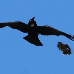 Corvus coronoides (Australian Raven) at Wodonga - 7 Nov 2020 by Kyliegw