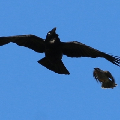 Corvus coronoides (Australian Raven) at Wodonga - 7 Nov 2020 by Kyliegw