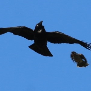 Corvus coronoides at Wodonga, VIC - 8 Nov 2020