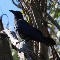 Corvus coronoides at Wodonga, VIC - 8 Nov 2020