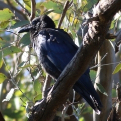 Corvus coronoides at Wodonga, VIC - 8 Nov 2020 09:30 AM