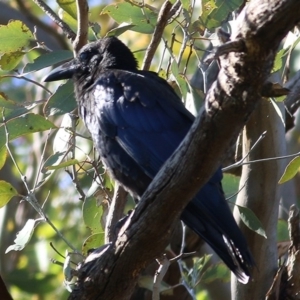 Corvus coronoides at Wodonga, VIC - 8 Nov 2020