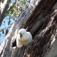 Cacatua galerita (Sulphur-crested Cockatoo) at Red Hill, ACT - 8 Nov 2020 by JackyF