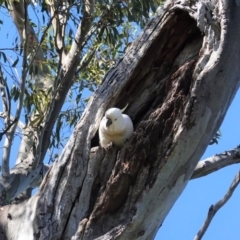 Cacatua galerita at Red Hill, ACT - 8 Nov 2020 09:52 AM