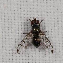 Rivellia sp. (genus) (Signal fly) at Goorooyarroo NR (ACT) - 6 Nov 2020 by kasiaaus