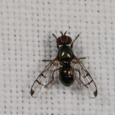 Rivellia sp. (genus) (Signal fly) at Goorooyarroo NR (ACT) - 6 Nov 2020 by kasiaaus